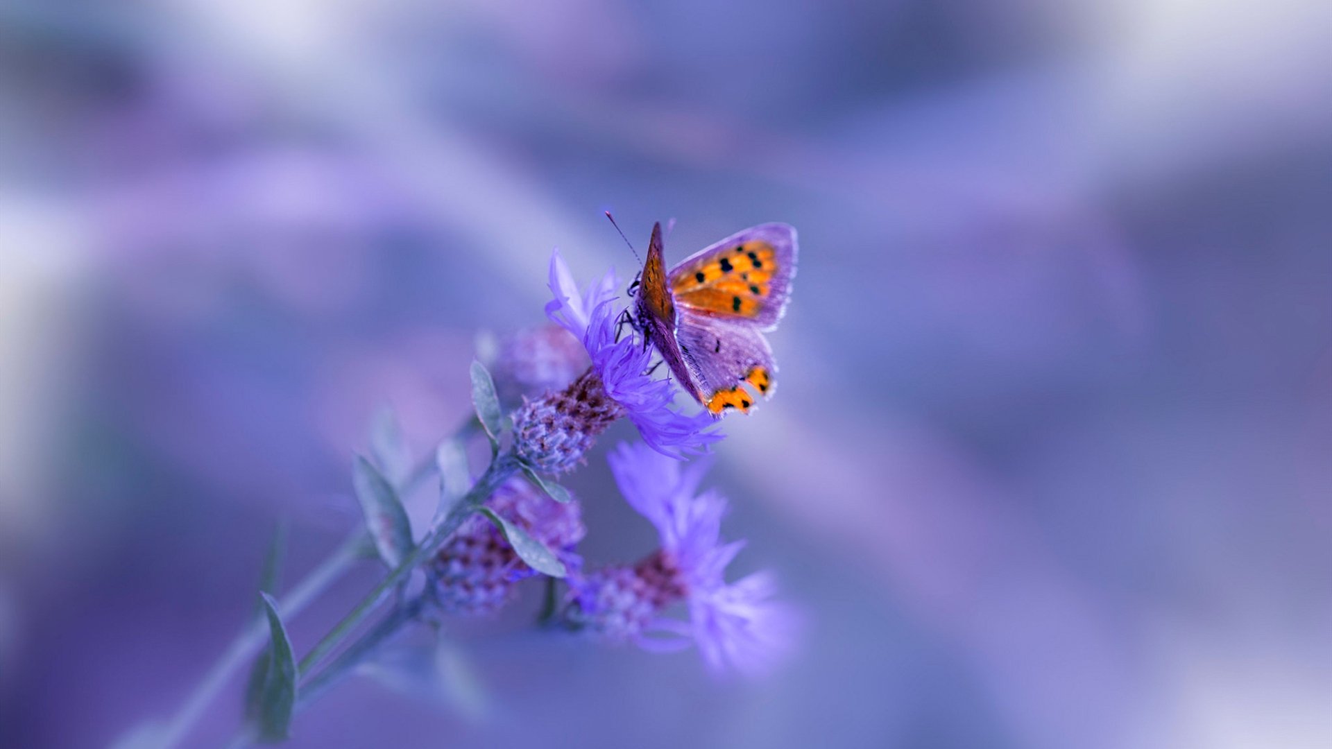 五大联赛是否将控球转换区作为新核心组织区域，五大联赛任意球