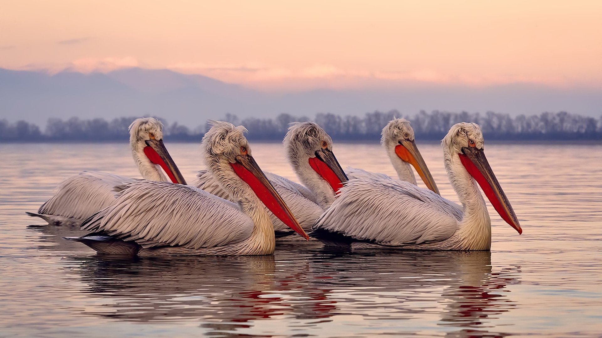 亚冠联赛中国足球迎战 球迷支持声浪不断,亚冠中国球队怎么回事