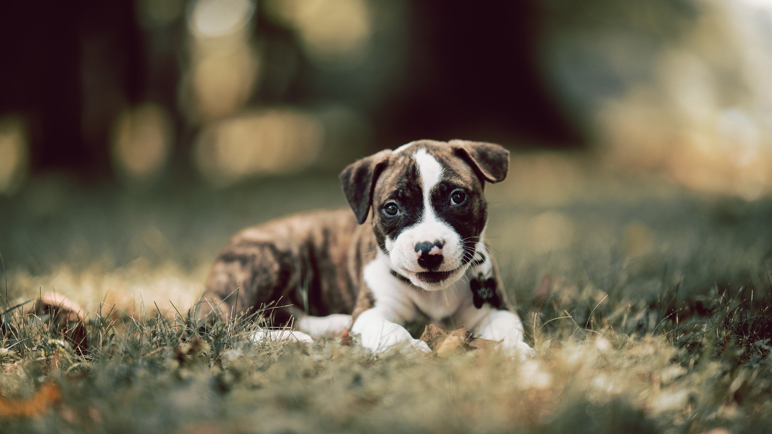 印度队在2024年世界杯中的全新阵容与出色表现，印度世界杯退赛