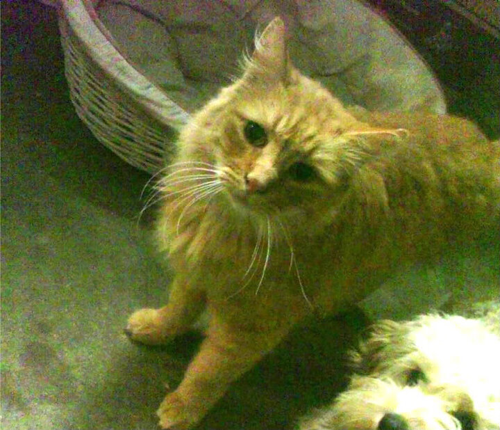 MILANSPORT下载-掩护后选择突破还是后撤跳投的判断依据，篮球后掩护战术