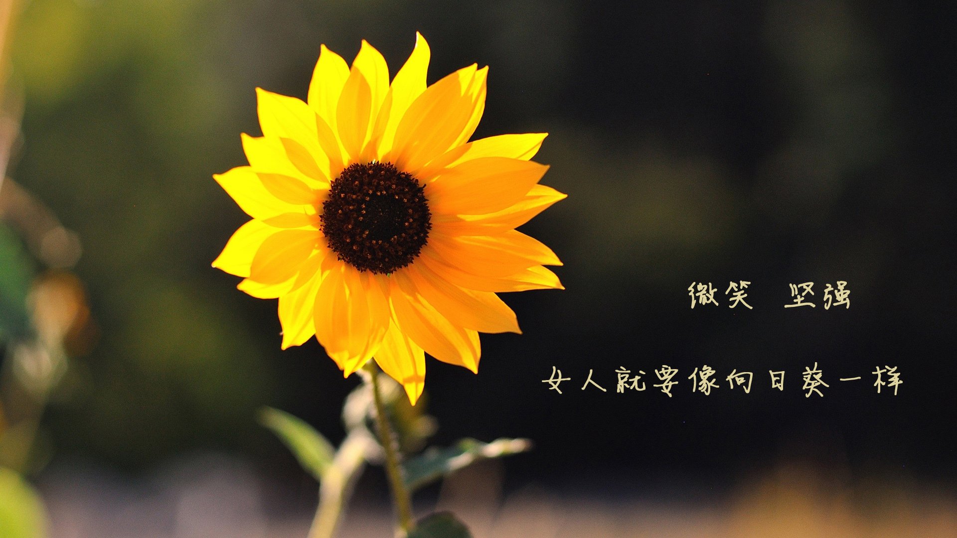 Popovici速滑配速精准 技术更成熟,速滑鞋什么配置比较好