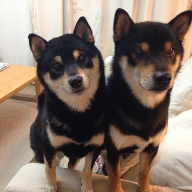 AC米兰-“美洲狮队进军橄榄球冠军赛决赛，世界橄榄球格局或将改变”