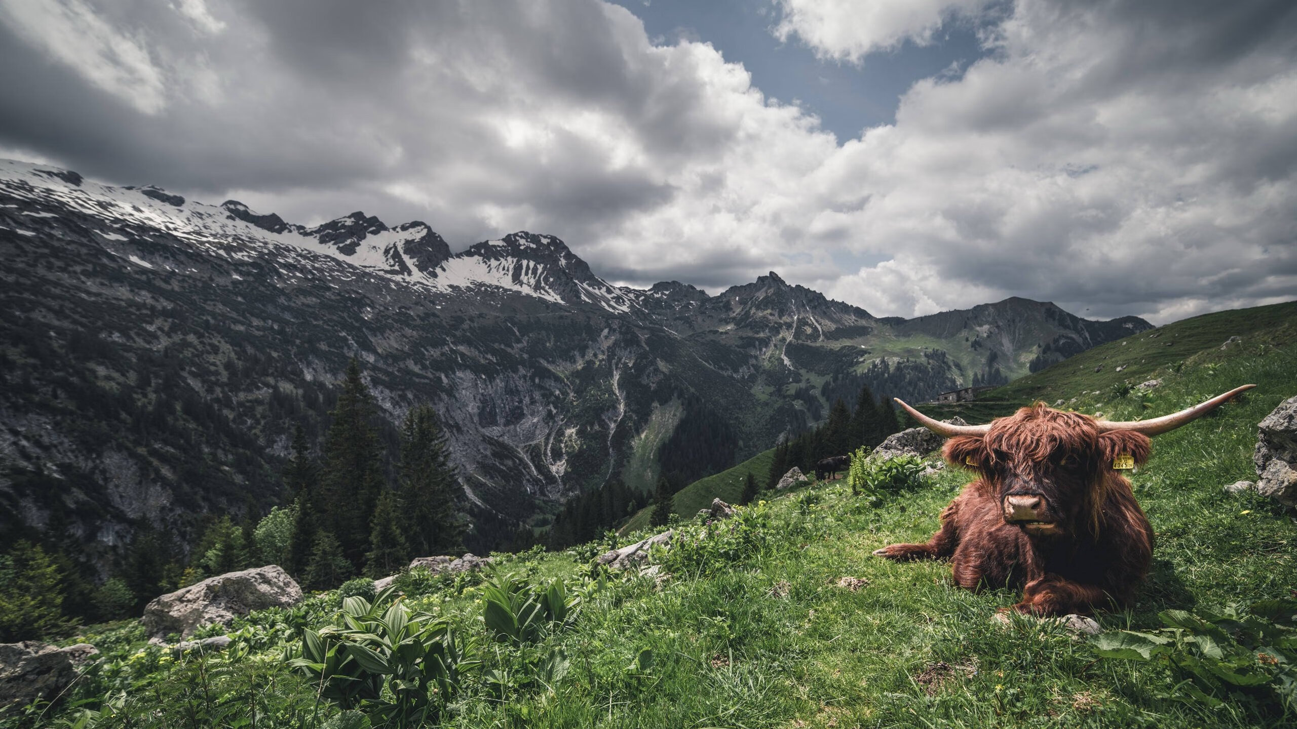 东契奇连场得分破纪录展现持续爆发力,东契奇精彩比赛