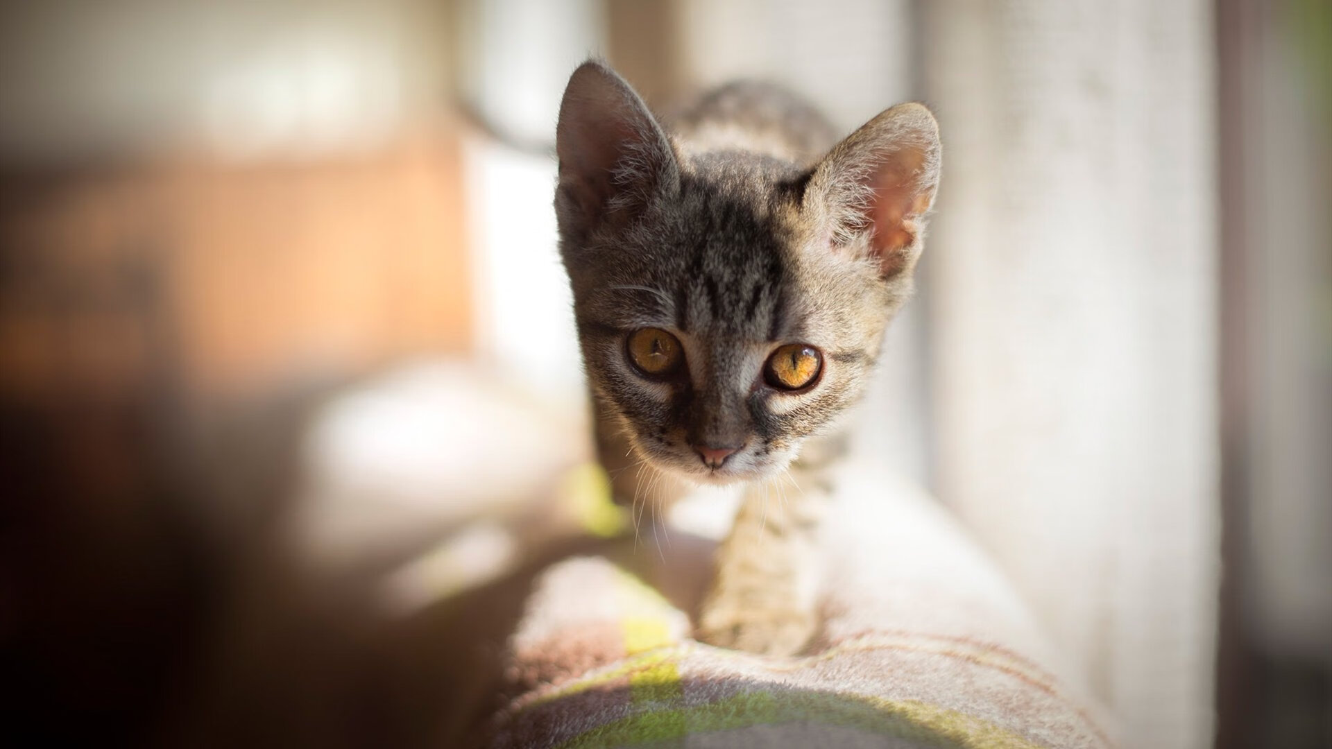 南非羚羊队:不惧任何挑战,每一次进攻与防守都充满力量与智慧