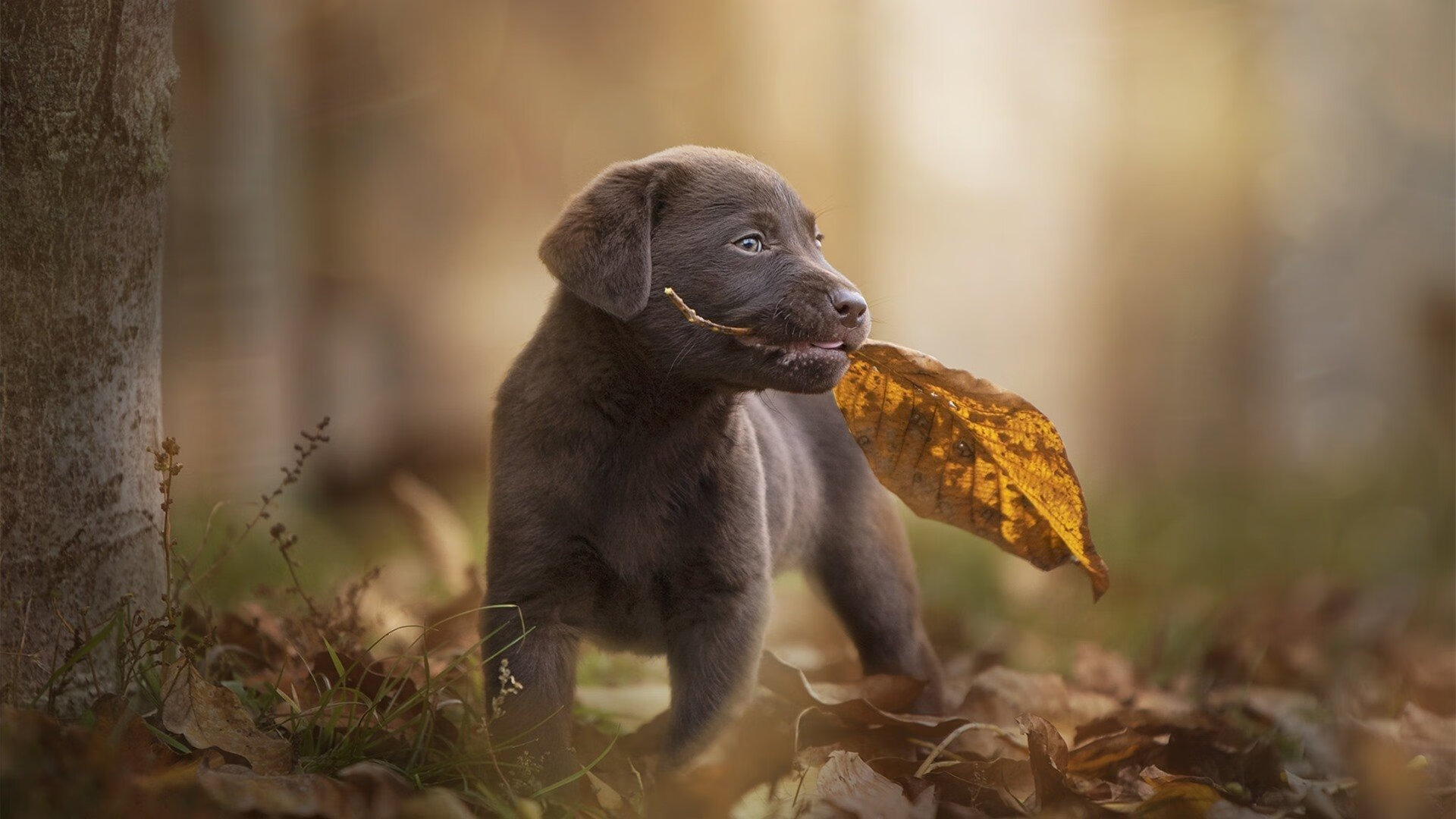 女子足球设立区域发展基金助力边远地区普及,国家女足基地