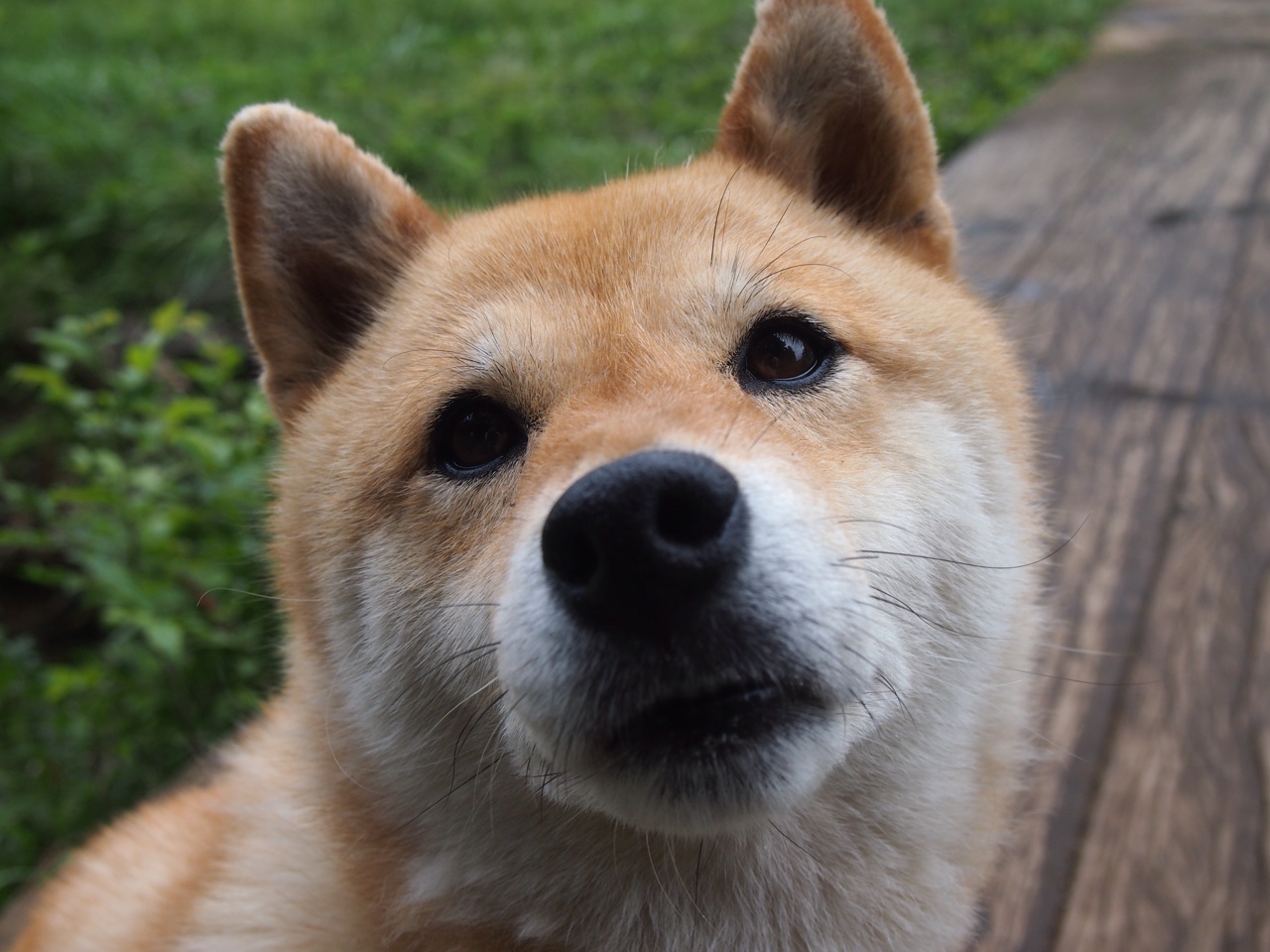 MILANSPORT下载-水球比赛朝鲜防守坚固，韩国男子水球