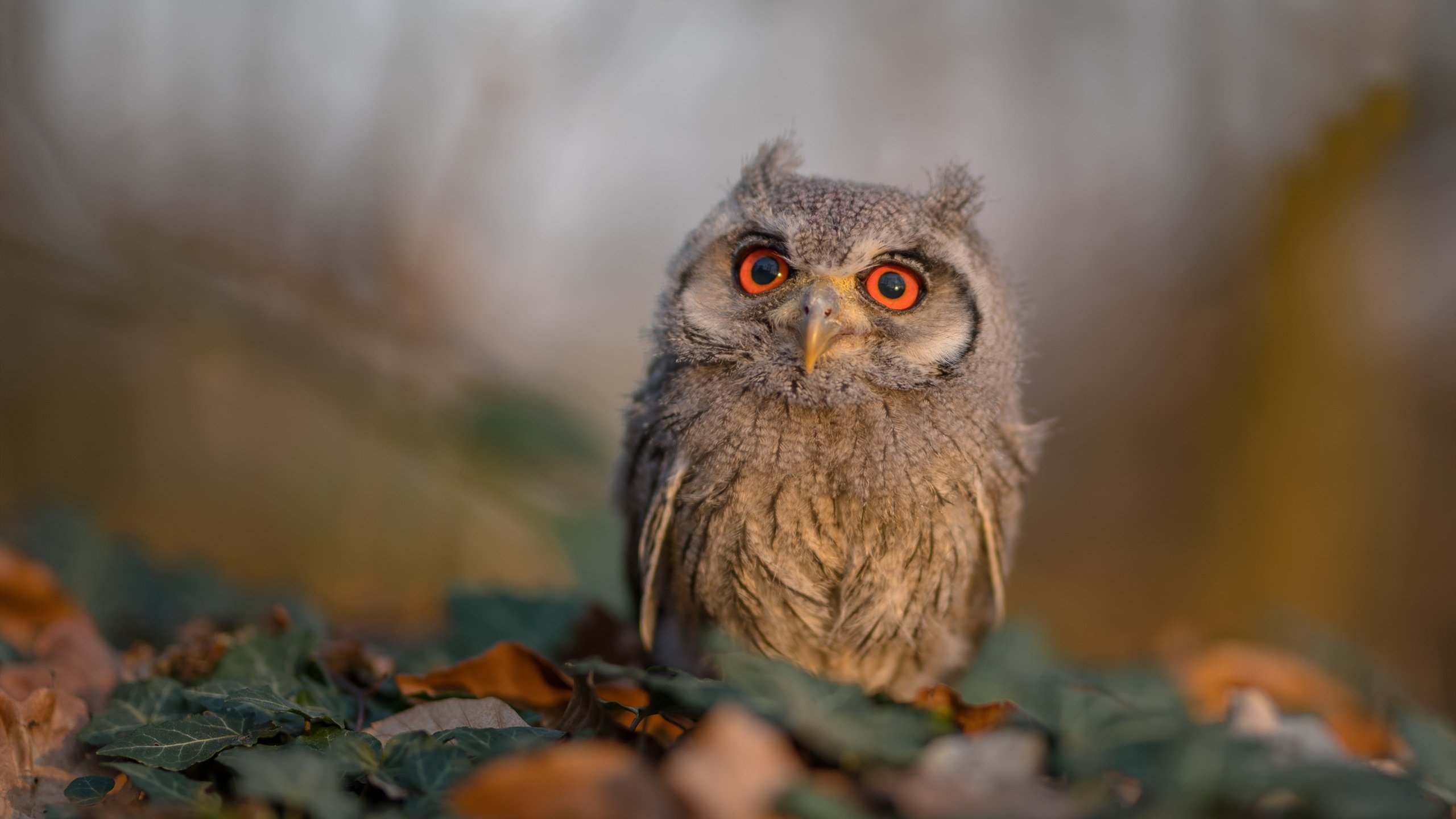 AC米兰-法甲未来之星：新秀崭露头角，望眼欲穿！，足球未来之星阵容