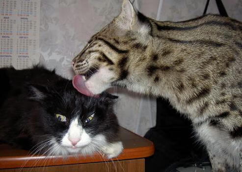 AC米兰-职业联赛试行官方数字纪念品丰富球迷收藏体验，播放职业联赛