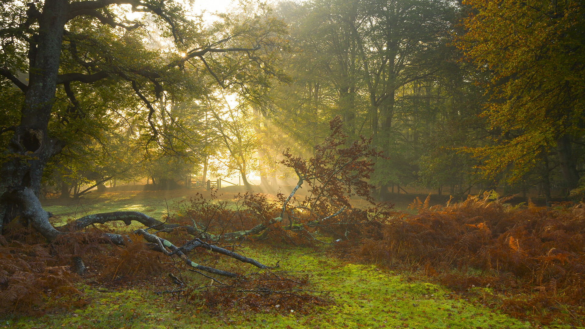 赞比亚男篮在非洲预赛中奋勇突围,迈向奥运新蓝海,赞比亚运动员